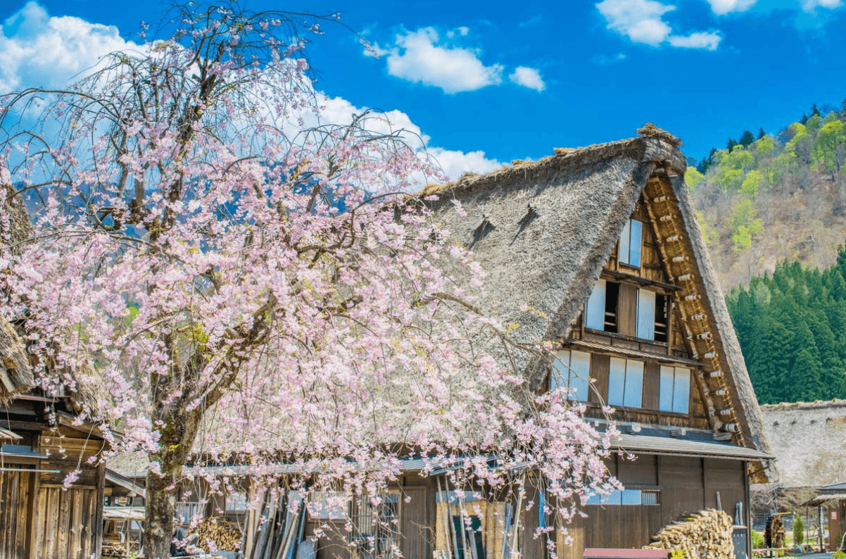 Làng Cổ Shirakawago Mùa Hoa Anh Đào: Sắc Hồng Lãng Mạn